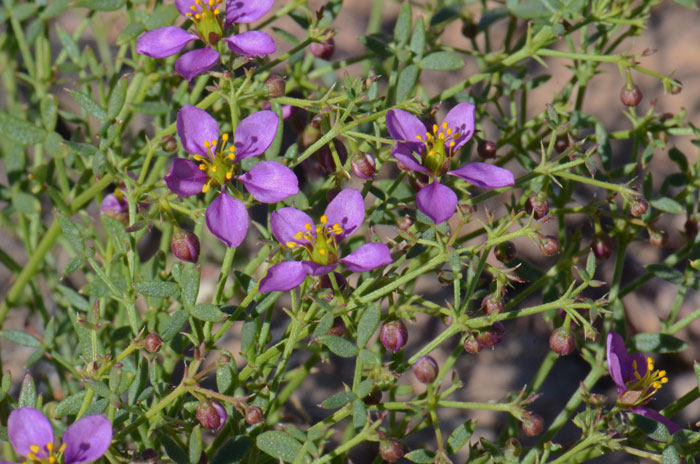 California Fagonbush is a native species from the southwestern United States and Baja California and northwest Mexico. Fagonia laevis 